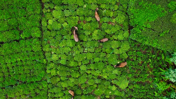 Coonoor
