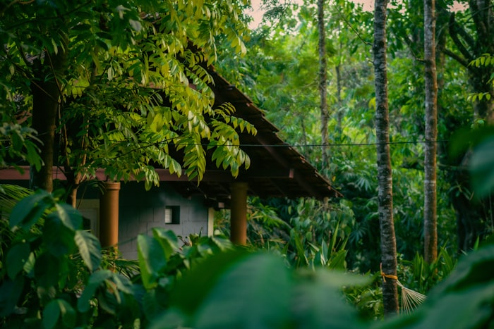 Coorg during monsoon