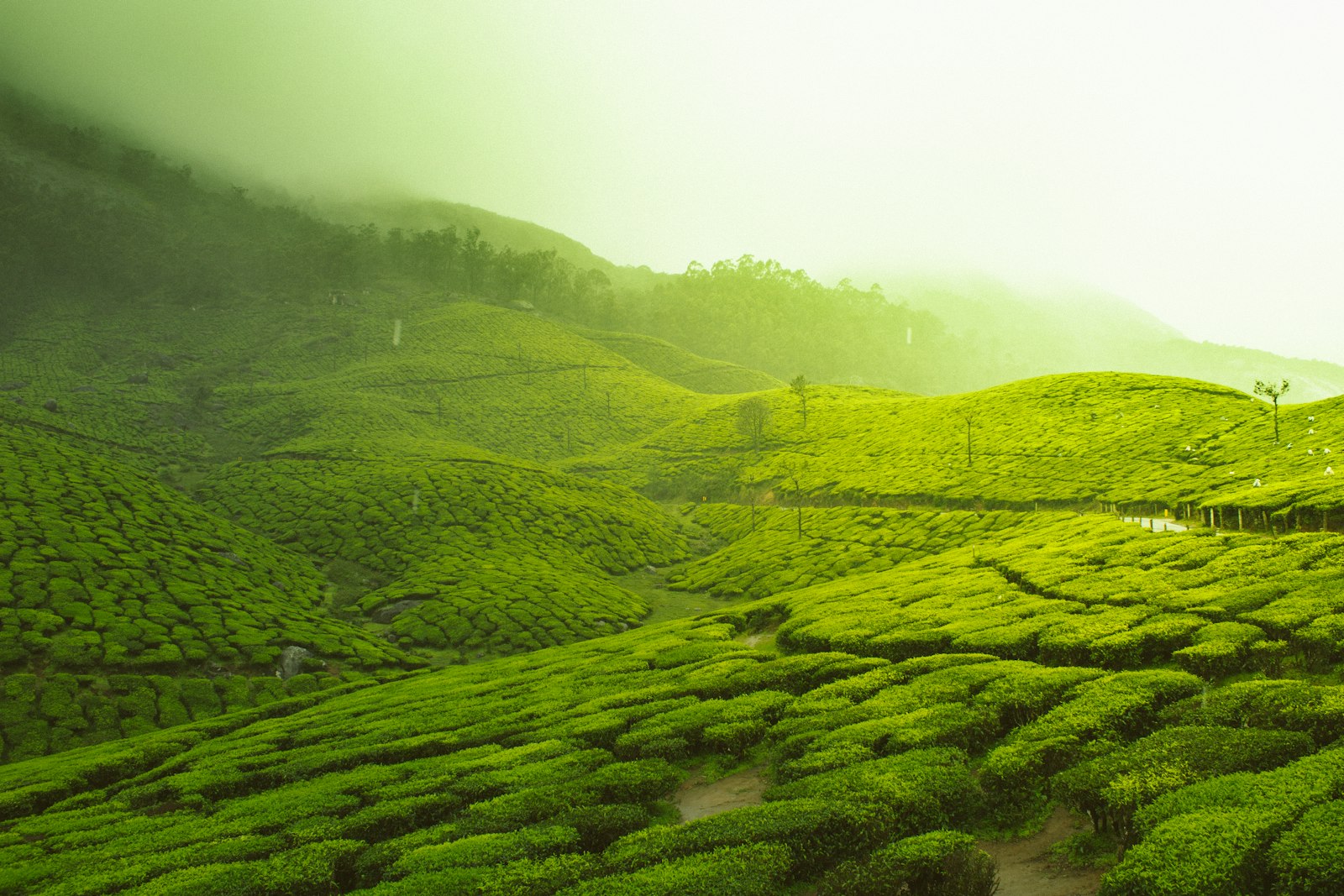 Munnar Tea Gardens