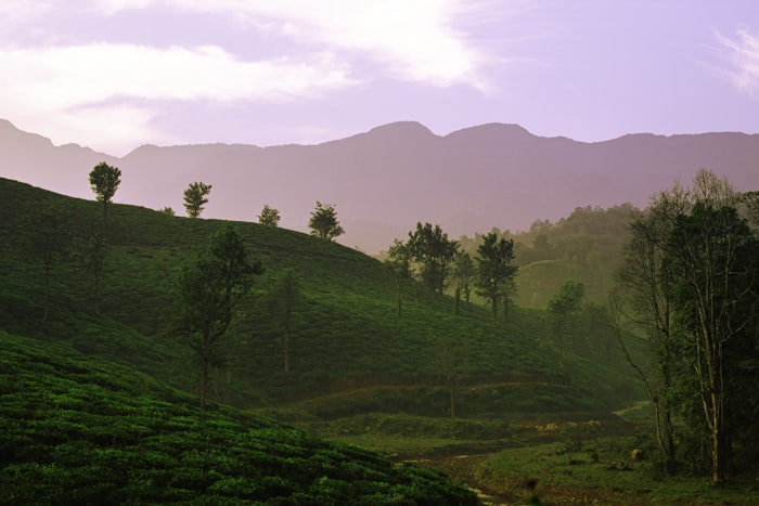 Wayanad Guide