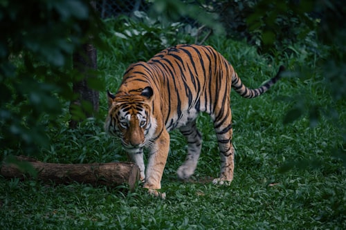 Wildlife