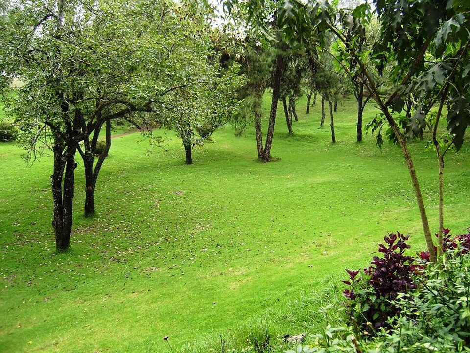 Trees in bryant park in kodaikanal
