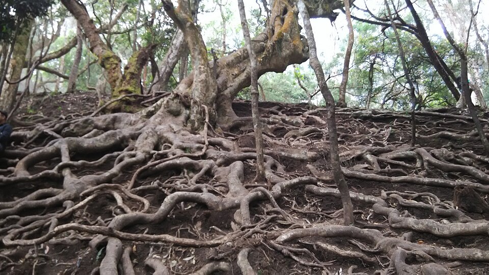 Tree root clusters in Guna Cave, Kodaikanal
