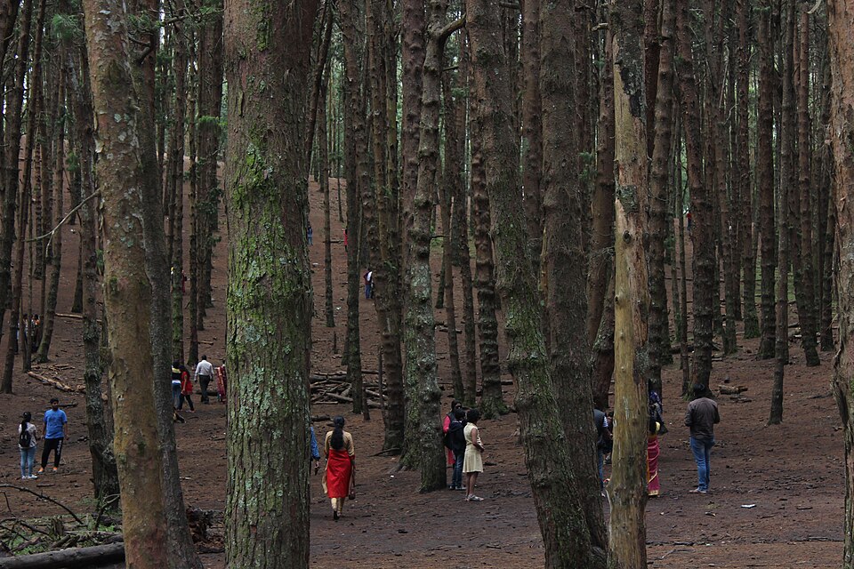 Pine forest photography, Kodaikanal