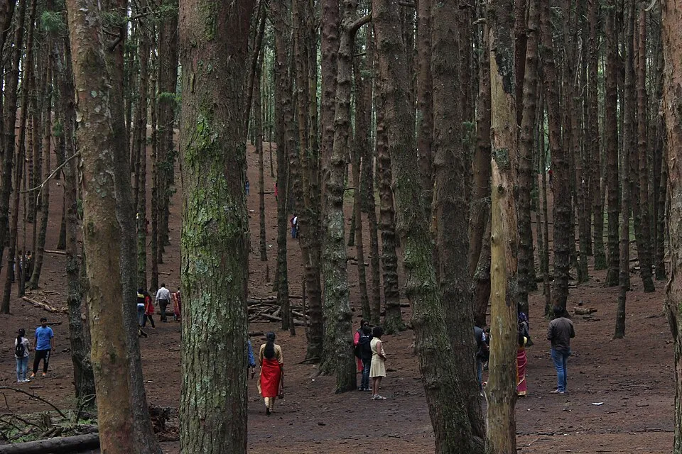 Pine forest in Kodaikanal, pure nature