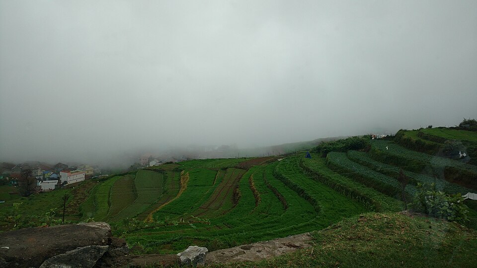 Golden morning light on the stepped terrace farms of Poombarai Village near Kodaikanal